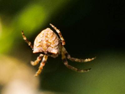 Épeire angulaire Araneus angulatus Clerck, 1758