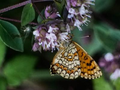Mélitée des Linaires (La) Melitaea deione (Geyer, 1832)