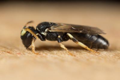  Hylaeus cornutus Curtis, 1831