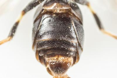  Hylaeus angustatus (Schenck, 1861)