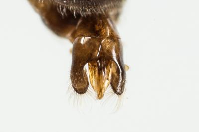  Hylaeus angustatus (Schenck, 1861)