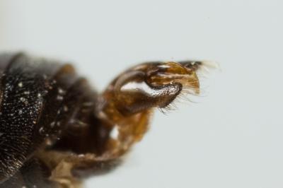  Hylaeus angustatus (Schenck, 1861)