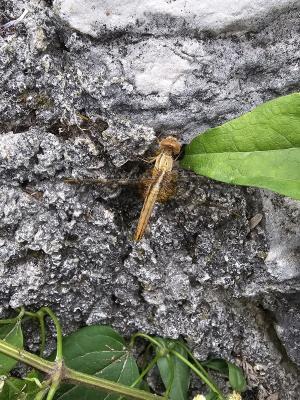 Crocothémis écarlate (Le) Crocothemis erythraea (Brullé, 1832)
