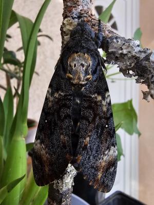 Sphinx Tête-de-Mort (Le) Acherontia atropos (Linnaeus, 1758)