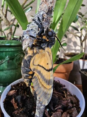 Sphinx Tête-de-Mort (Le) Acherontia atropos (Linnaeus, 1758)