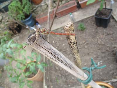 Sympétrum fascié (Le) Sympetrum striolatum (Charpentier, 1840)