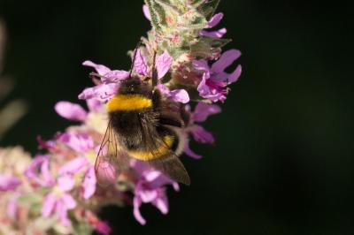 Bourdon terrestre (Le) Bombus terrestris (Linnaeus, 1758)