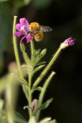 Bourdon des champs Bombus pascuorum (Scopoli, 1763)