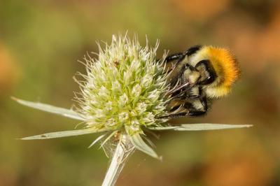 Bourdon des champs Bombus pascuorum (Scopoli, 1763)