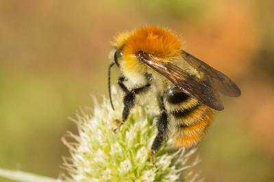 Bourdon des champs Bombus pascuorum (Scopoli, 1763)