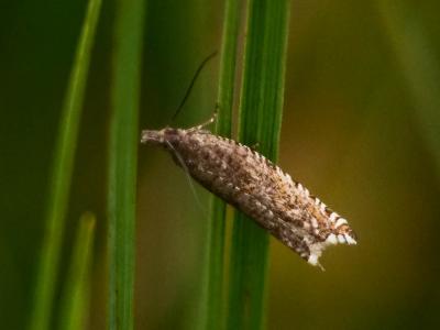  Ancylis unguicella (Linnaeus, 1758)