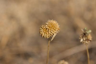 Ail des vignes, Oignon bâtard Allium vineale L., 1753