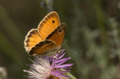 Fadet commun (Le), Procris (Le), Petit Papillon de Coenonympha pamphilus (Linnaeus, 1758)