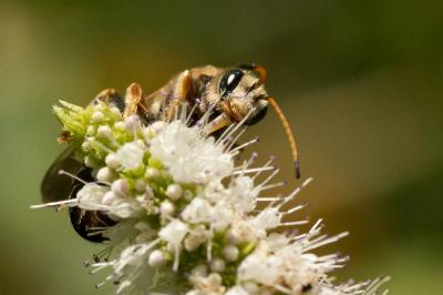  Halictus brunnescens (Eversmann, 1852)