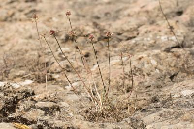 Ail maraîcher, Ail des endroits cultivés Allium oleraceum L., 1753