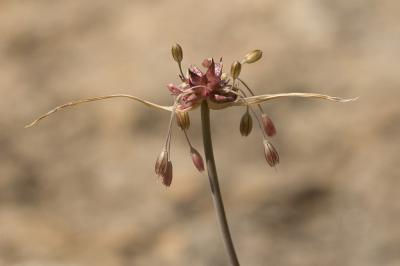 Ail maraîcher, Ail des endroits cultivés Allium oleraceum L., 1753