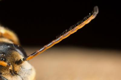  Halictus brunnescens (Eversmann, 1852)