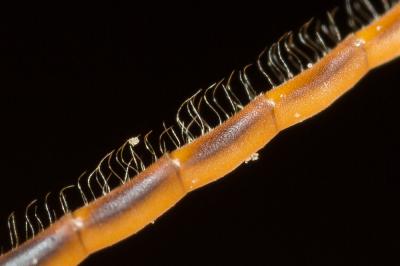  Halictus brunnescens (Eversmann, 1852)