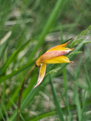 Tulipe des Alpes, Tulipe du Midi Tulipa sylvestris subsp. australis (Link) Pamp., 1914