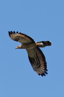 Bondrée apivore Pernis apivorus (Linnaeus, 1758)
