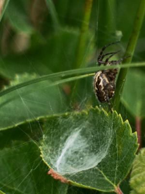  Aculepeira ceropegia (Walckenaer, 1802)