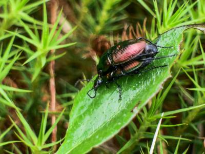  Agonum sexpunctatum (Linnaeus, 1758)