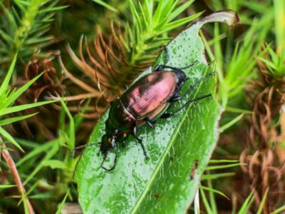  Agonum sexpunctatum (Linnaeus, 1758)