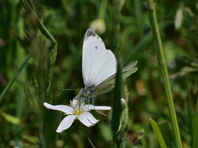 Piéride du Navet (La), Papillon blanc veiné de ver Pieris napi (Linnaeus, 1758)