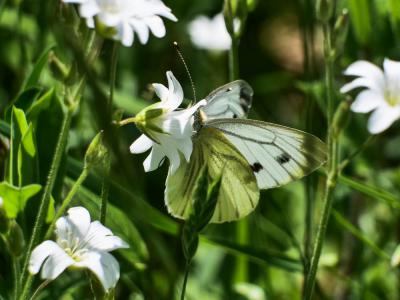 Piéride du Navet (La), Papillon blanc veiné de ver Pieris napi (Linnaeus, 1758)