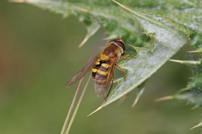 Syrphe du groseillier Syrphus ribesii (Linnaeus, 1758)