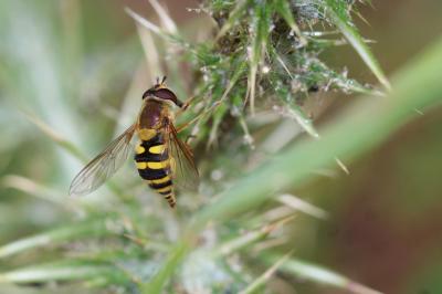 Syrphe du groseillier Syrphus ribesii (Linnaeus, 1758)