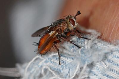  Tachina praeceps Meigen, 1824