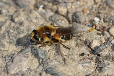  Merodon clavipes (Fabricius, 1781)