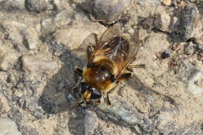  Merodon clavipes (Fabricius, 1781)