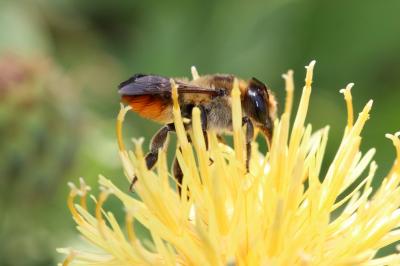  Megachile maritima (Kirby, 1802)