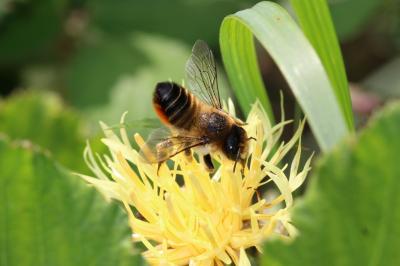  Megachile maritima (Kirby, 1802)