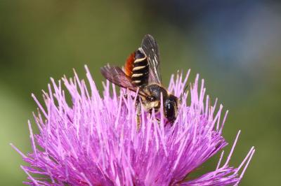  Megachile pilicrus Morawitz, 1877