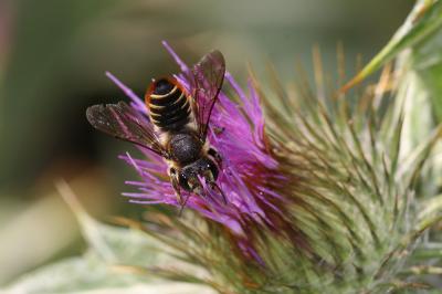  Megachile pilicrus Morawitz, 1877