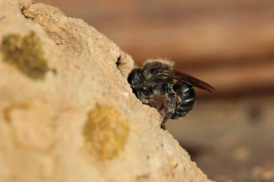  Osmia melanogaster Spinola, 1808