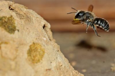  Osmia melanogaster Spinola, 1808