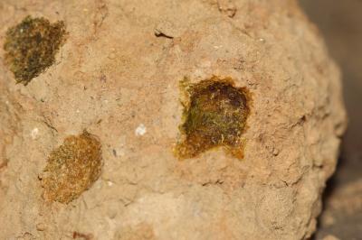  Osmia melanogaster Spinola, 1808