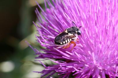 Pseudoanthidium reticulatum (Mocsáry, 1884)