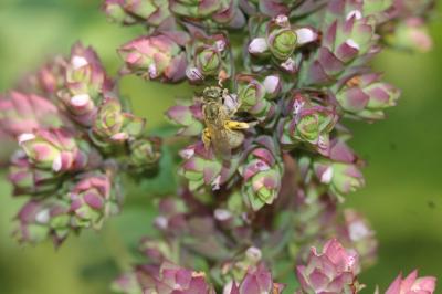  Vestitohalictus pollinosus (Sichel, 1860)