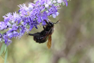 Abeille charpentière, Xylocope violet Xylocopa violacea (Linnaeus, 1758)
