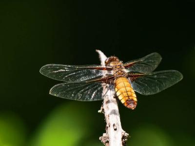 Libellule déprimée (La) Libellula depressa Linnaeus, 1758