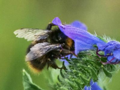  Bombus Latreille, 1802