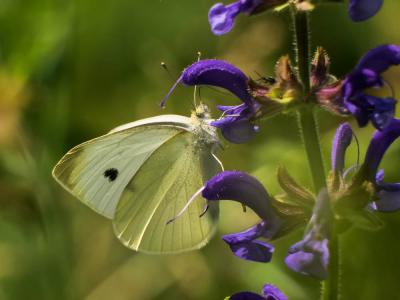 Piéride de la Rave (La), Petit Blanc du Chou (Le), Pieris rapae (Linnaeus, 1758)