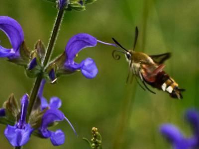 Sphinx gazé (Le), Sphinx du Chèvrefeuille (Le) Hemaris fuciformis (Linnaeus, 1758)