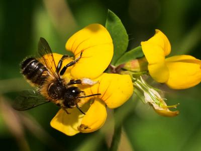  Megachile willughbiella (Kirby, 1802)