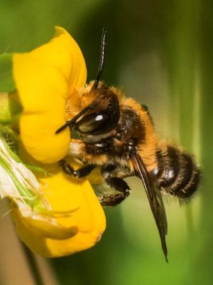  Megachile willughbiella (Kirby, 1802)
